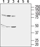 GPR65/TDAG8 (extracellular) Blocking Peptide