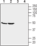 Anti-GPR39 (extracellular) Antibody - Carrier Free