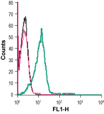 Anti-Human GPR132/G2A (extracellular) Antibody