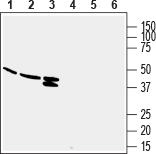 Human GPR132 (extracellular) Blocking Peptide