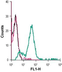 Anti-GPR56 (extracellular)-FITC Antibody