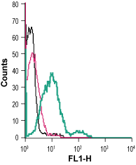Anti-GPR56 (extracellular) Antibody