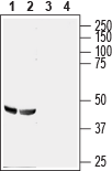 Anti-GPR56 (extracellular) Antibody