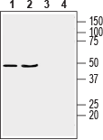 GPR17 Blocking Peptide