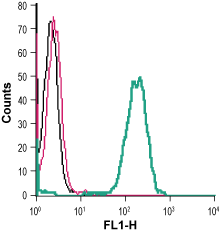 Anti-GPR37 (extracellular) Antibody