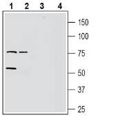 Anti-GPR37L1 (extracellular) Antibody - Carrier Free