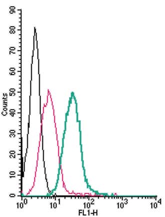 Anti-GPR35 (extracellular)-FITC Antibody