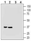 GPR35 (extracellular) Blocking Peptide