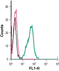 Anti-GPR84 (extracellular)-FITC Antibody