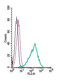 Anti-GPR84 (extracellular)-PE Antibody