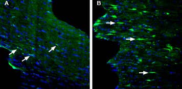 Anti-GPR84 (extracellular) Antibody