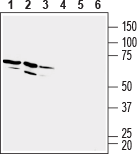 Anti-GPR84 (extracellular) Antibody - Carrier Free