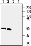 GPR83 (extracellular) Blocking Peptide
