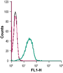 Anti-GPR34 (extracellular) Antibody