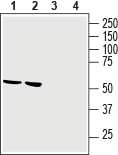 Anti-GPR34 (extracellular) Antibody