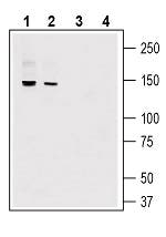 Anti-GPR126/ADGRG6 (extracellular) Antibody