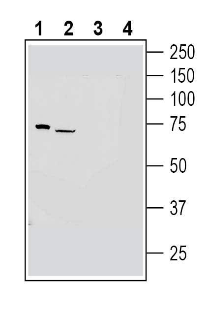GPR97 (ADGRG3) (extracellular) Blocking Peptide