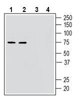 GPR52 Blocking Peptide
