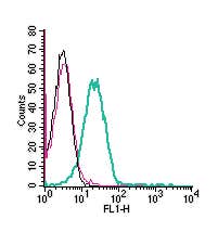 Anti-GPR174 (extracellular) Antibody