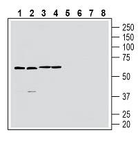 GPR174 (extracellular) Blocking Peptide