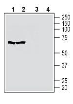 GPR174 (extracellular) Blocking Peptide