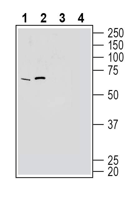 GPR50 Blocking Peptide