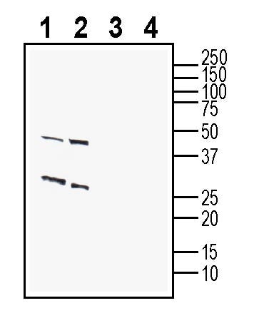 GPR12 (extracellular) Blocking Peptide