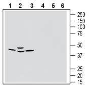 Anti-GPR183 (extracellular) Antibody - Carrier Free