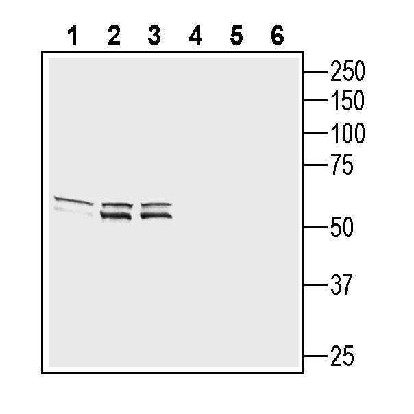 Anti-GPR26 Antibody - Carrier Free