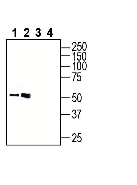 GPR18 (extracellular) Blocking Peptide