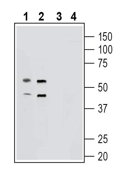 GPR139 Blocking Peptide
