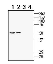 Anti-GPRC5B Antibody - Carrier Free