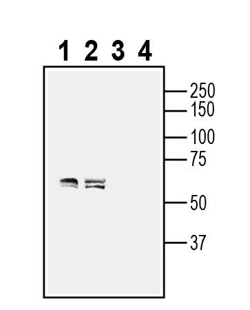Anti-GPR75 Antibody - Carrier Free