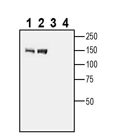 Anti-GPR158 Antibody - Carrier Free