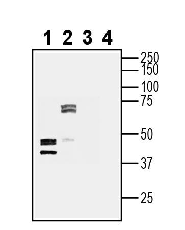 Anti-GPR151 (extracellular) Antibody - Carrier Free