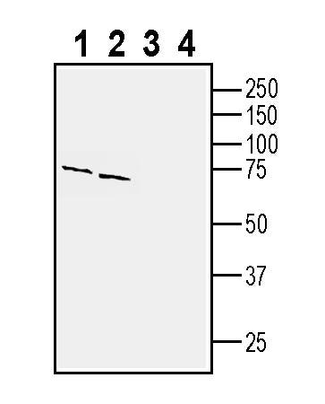 GPR143 Blocking Peptide