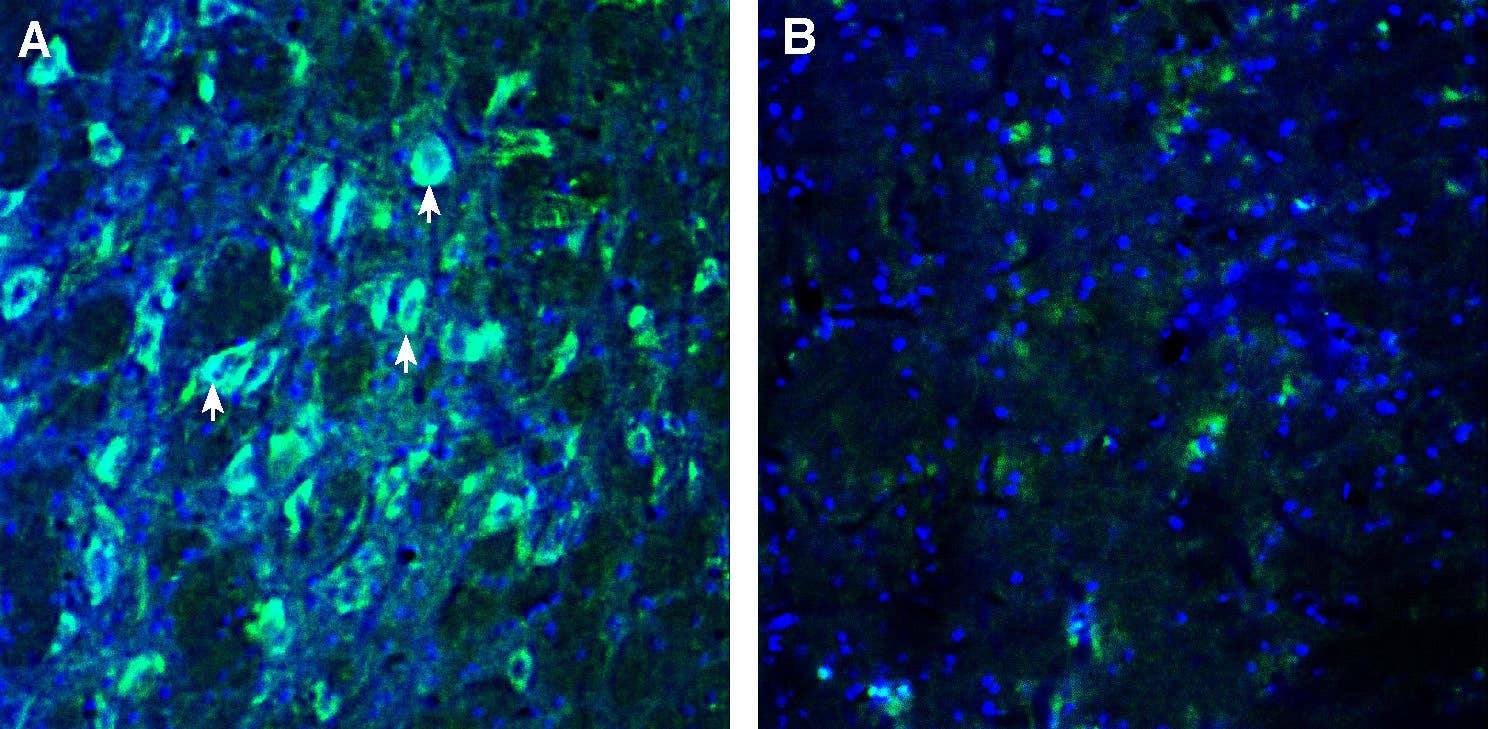 Anti-GPR108 (extracellular) Antibody