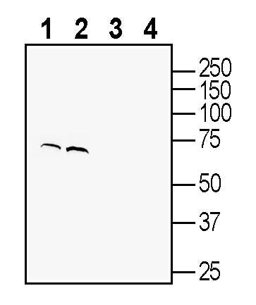 GPR108 (extracellular) Blocking Peptide