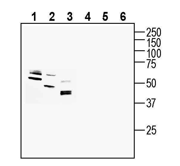 GPR160 Blocking Peptide