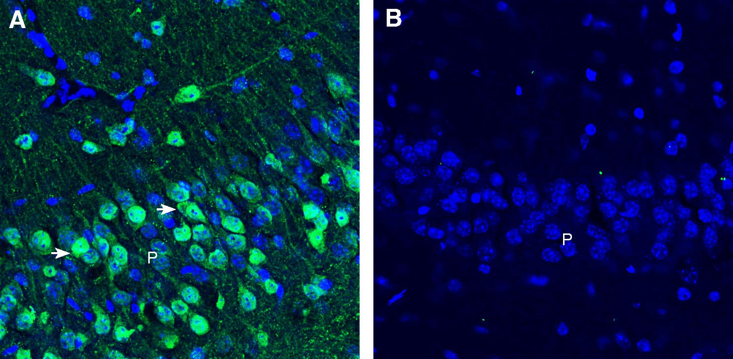 Anti-GPR173 Antibody