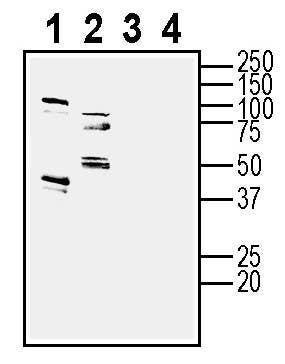 Anti-GPR173 Antibody - Carrier Free
