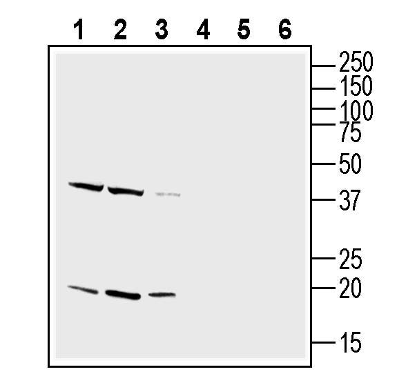 CD81 (extracellular) Blocking Peptide