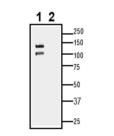 Cadherin-13 (extracellular) Blocking Peptide