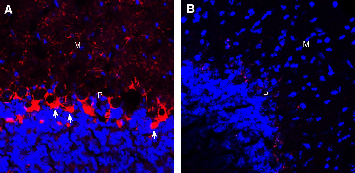Guinea Pig Anti-GABA Transporter 1 (GAT-1) (extracellular) Antibody