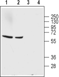GABA Transporter 1/GAT-1 (extracellular) Blocking Peptide