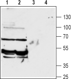 Anti-GABA Transporter 2 (GAT-2) Antibody - Carrier Free
