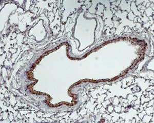 Anti-GABA Transporter 2 (GAT-2) Antibody