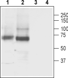GABA Transporter 3/GAT-3 Blocking Peptide