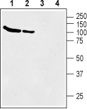 Anti-BGT-1 (SLC6A12) Antibody - Carrier Free