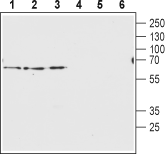 Anti-Vesicular GABA Transporter (VGAT) Antibody - Carrier Free